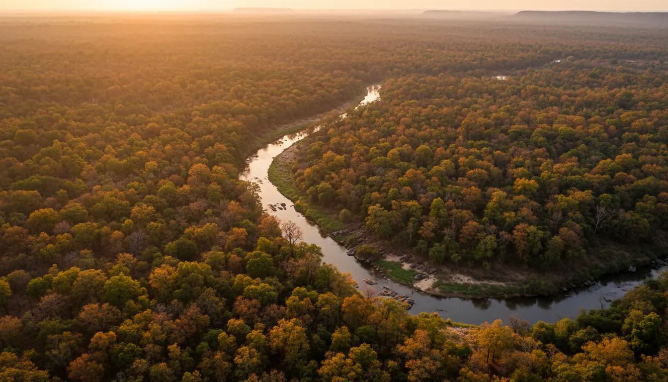 Aerial view of a river in a forest